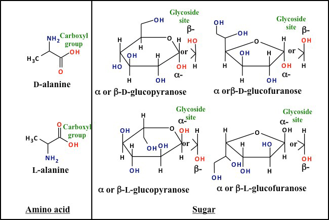 structure of carbohydrates download free