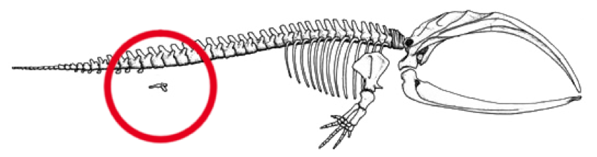 Vital Function Found for Whale 'Leg' Bones