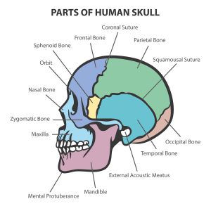 which of these skull bones surround and protect the brain