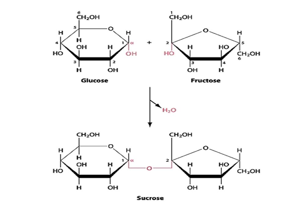 Difference between Sugar and Starch 