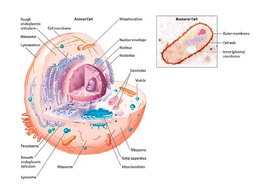 Origin of Complex Cells: A Big Event for Evolution or Creation ...