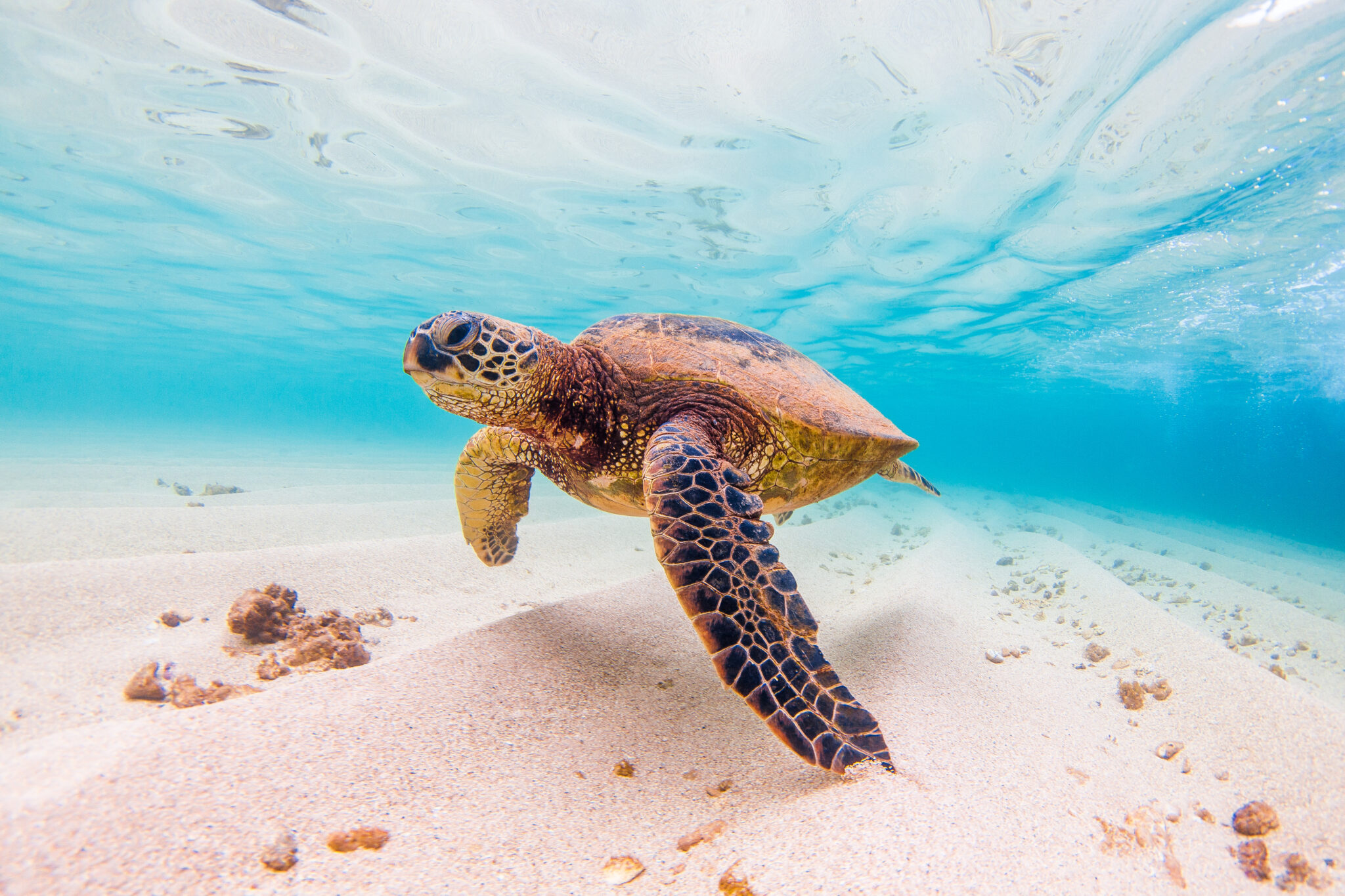 Hawaiian,Green,Sea,Turtle