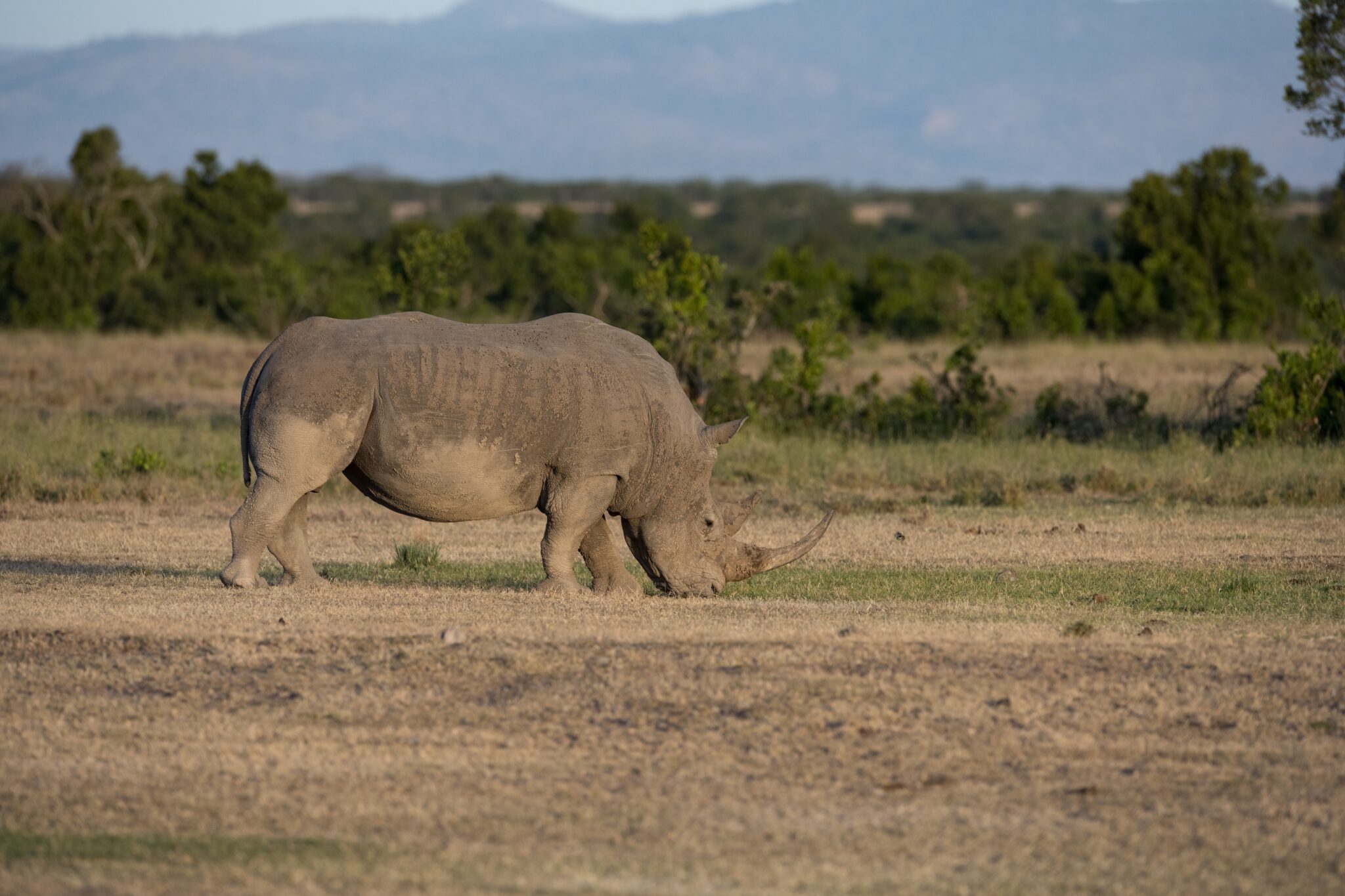 The,Last,Rhinos,In,Africa,Are,Threatend,With,Extinction