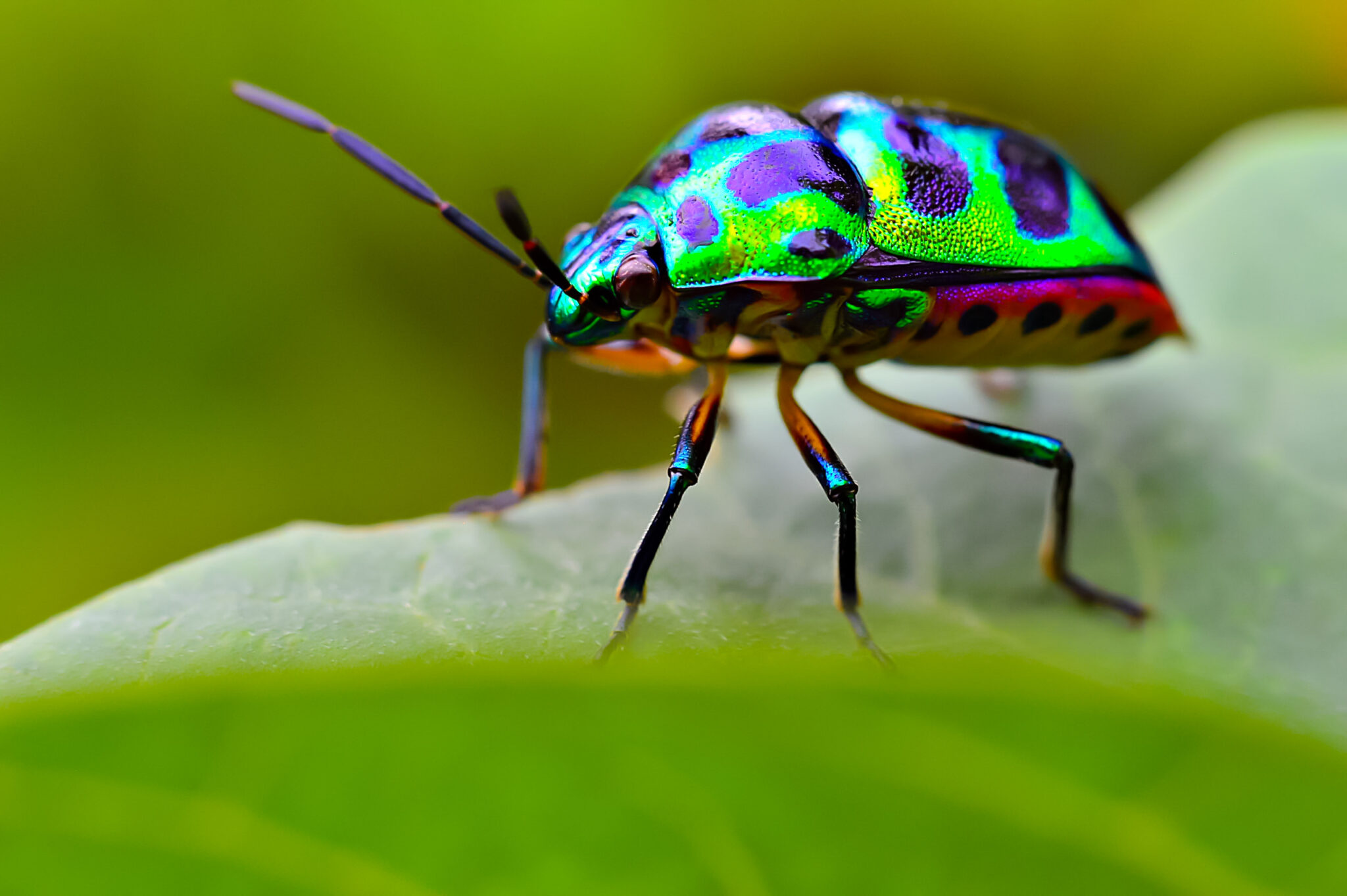 Jewel,Bug,(chrysocoris,Stollii),Beetle,,Shield,Bug,Which,Belong,To
