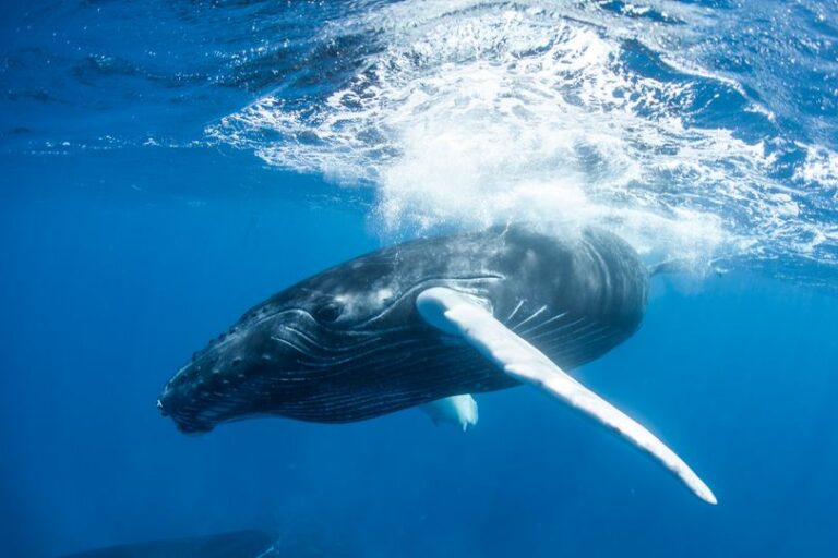 Whale Vocal Displays Make Beautiful Case for a Creator