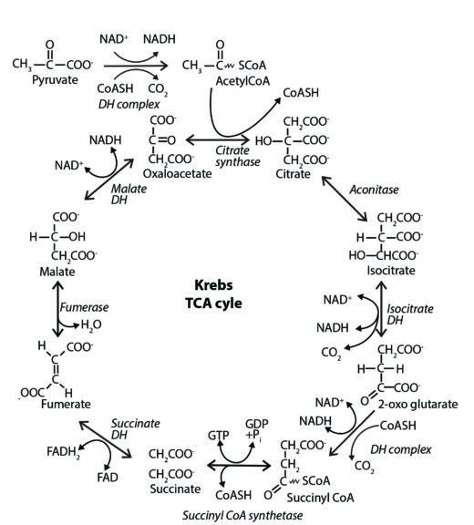 Krebs Cycle Origin Brings Case For Creation Full Circle - Reasons To 