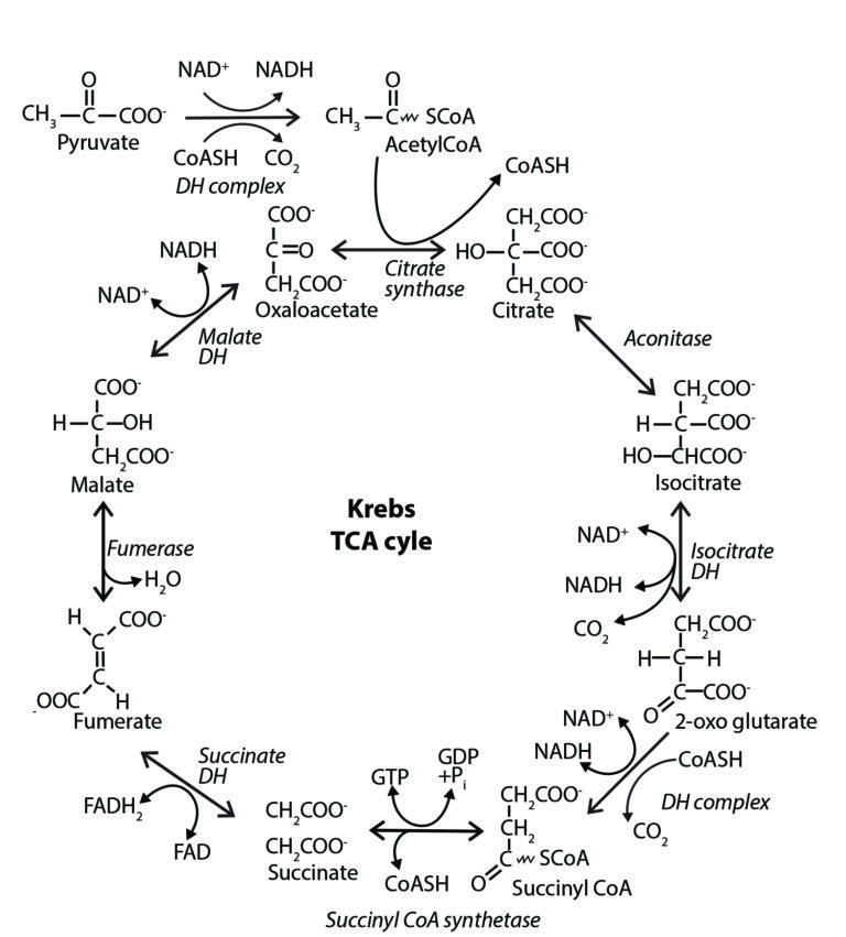 Krebs Cycle Origin Brings Case for Creation Full Circle - Reasons to ...