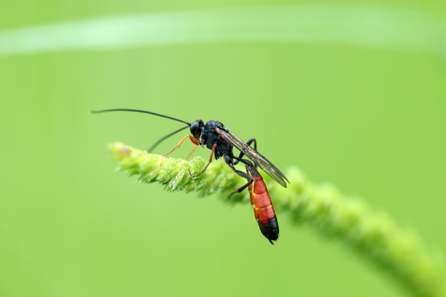 Endogenous Viral Elements (EVEs) Help Wasps to Parasitize