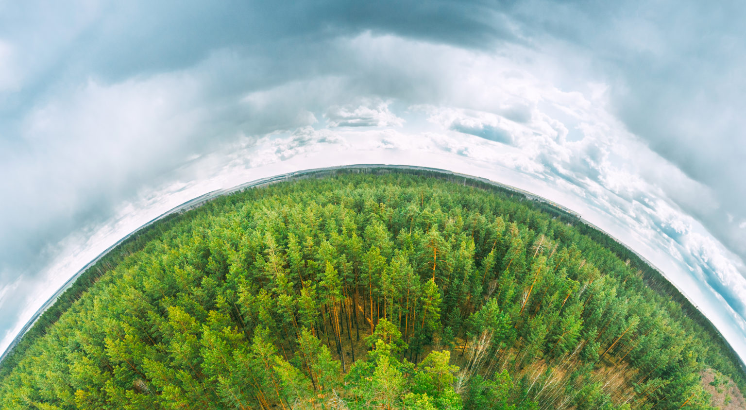 Are Ecosystems Designed for Resilience?
