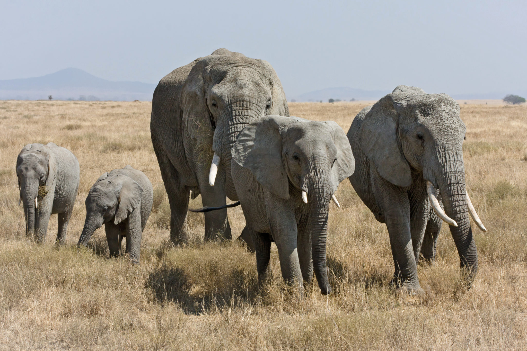 Serengeti_Elefantenherde1