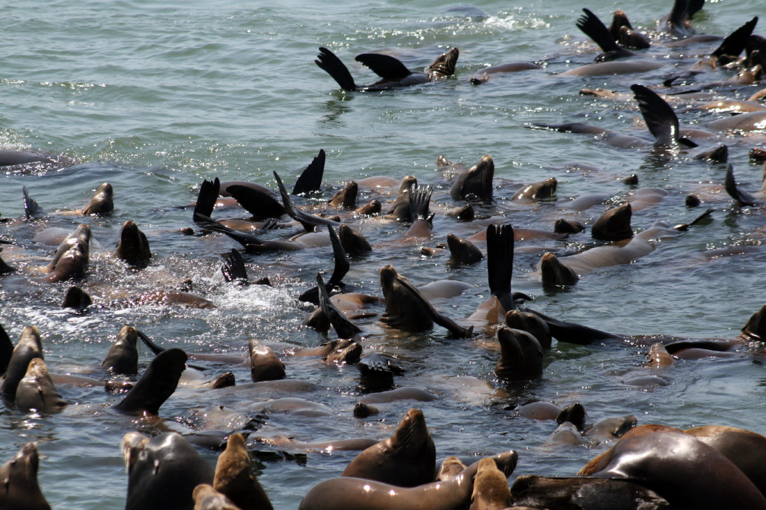How Earth’s Surface Oxygen Is Optimized for Marine Animals