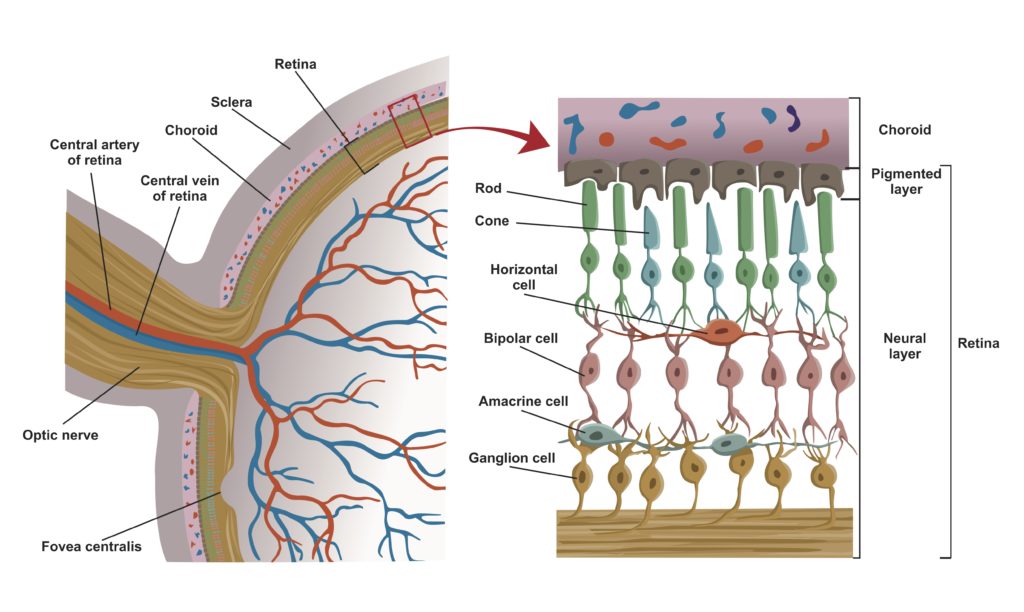 cone cell diagram