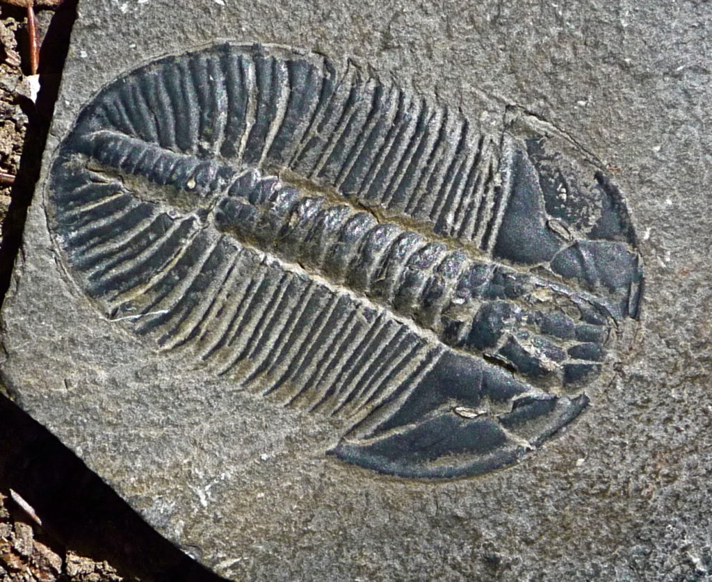 Where Did the Cambrian Oxygen Come From?
