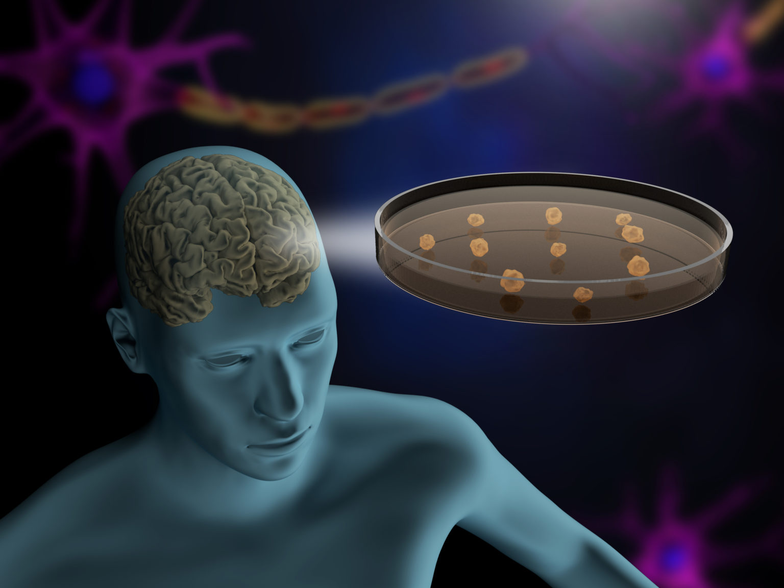 Brain Organoids Cultivate the Case for Human Exceptionalism