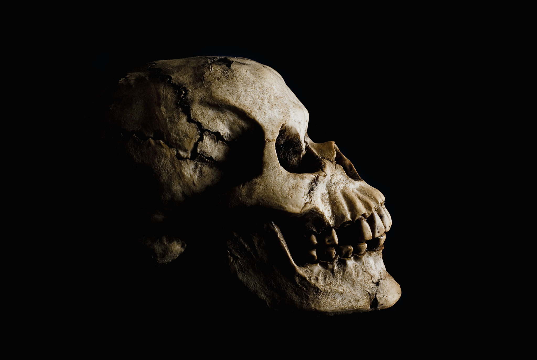 Side,View,(profile),Of,Ancient,Human,Skull,In,Deep,Shadow.