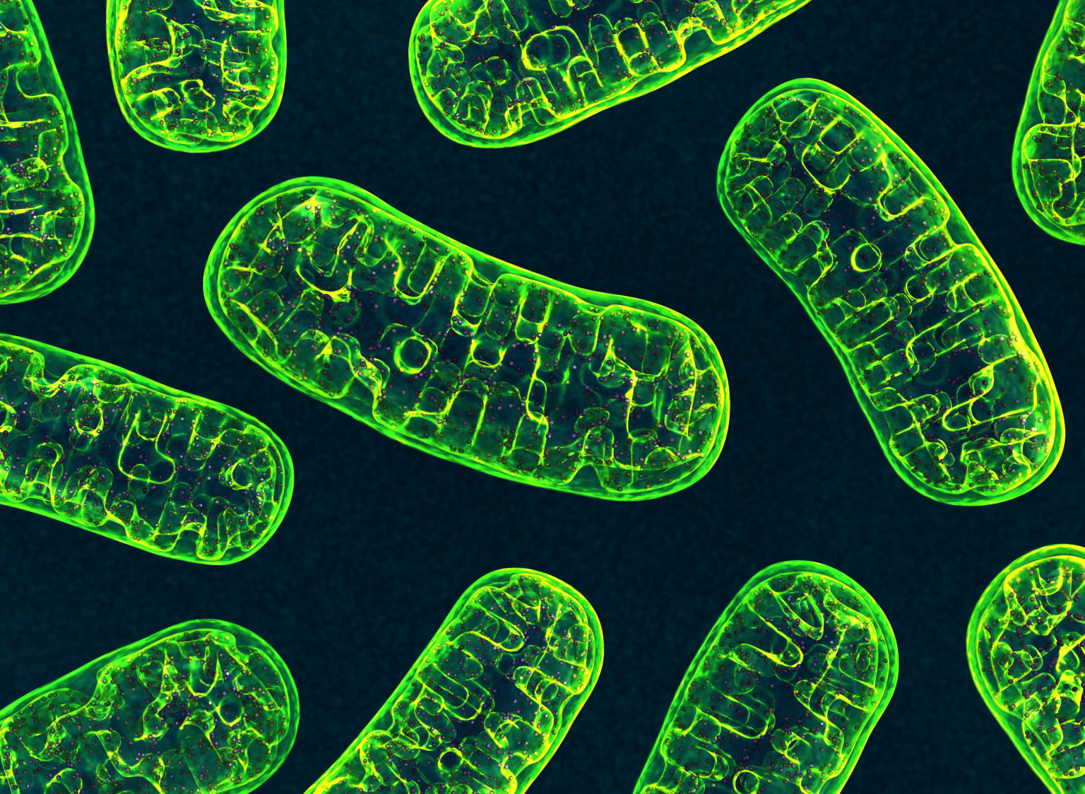 Mitochondrial Protein Import Advances the Case for Creation