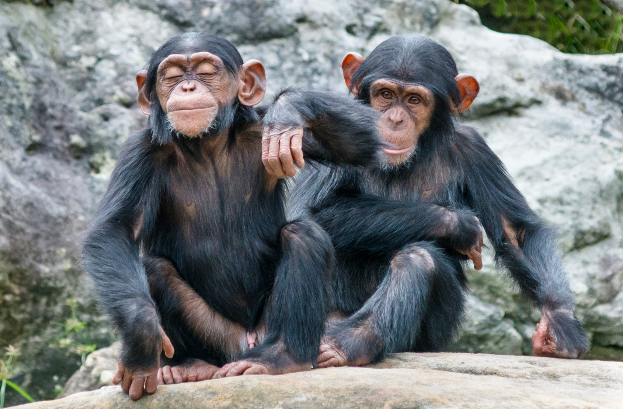 Two,Playful,Baby,Chimpanzees,Sitting,Side,By,Side.