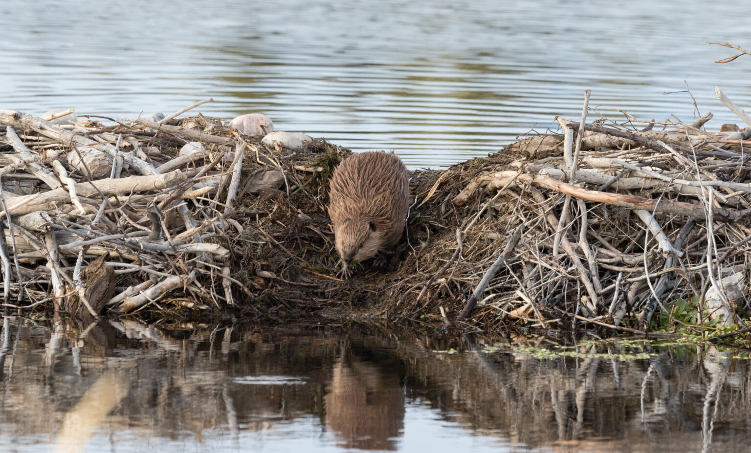 Beavers Are Designed to Boost Biodiversity