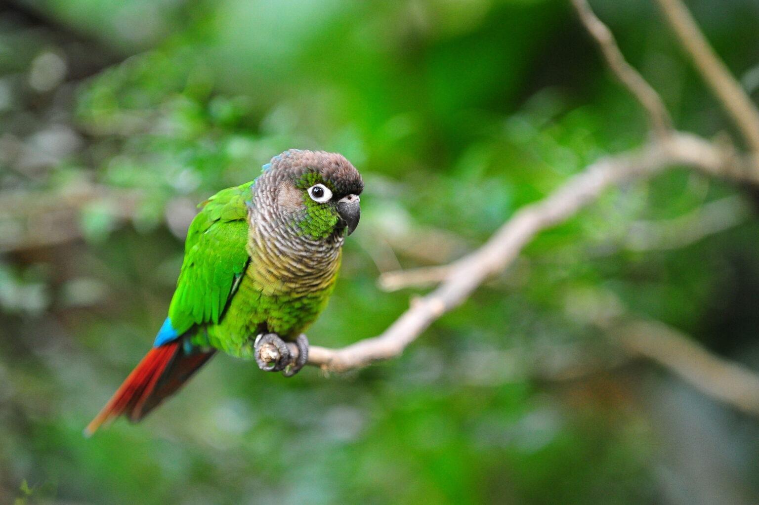 Extraordinary Design Allows Tripedal Locomotion in Parrots