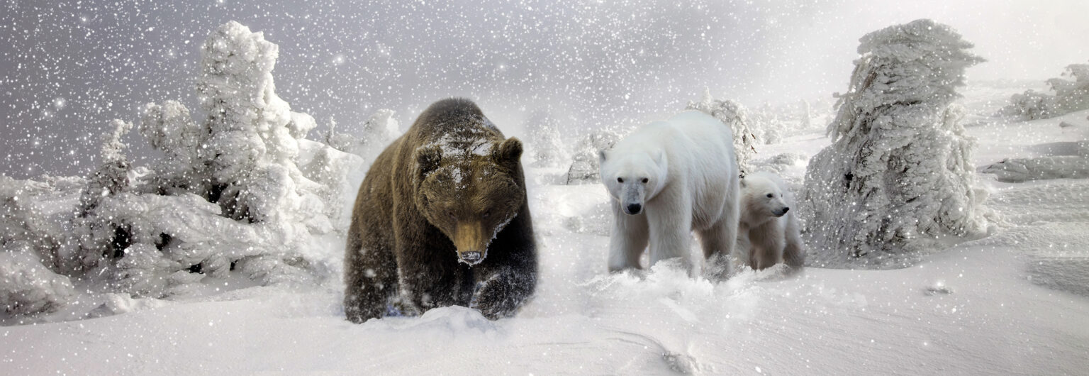Bear Species Hybridization Shows God’s Providence