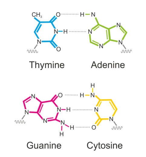 DNA’s Fine-Tuned Structure Minimizes Harmful Tautomers - Reasons to Believe