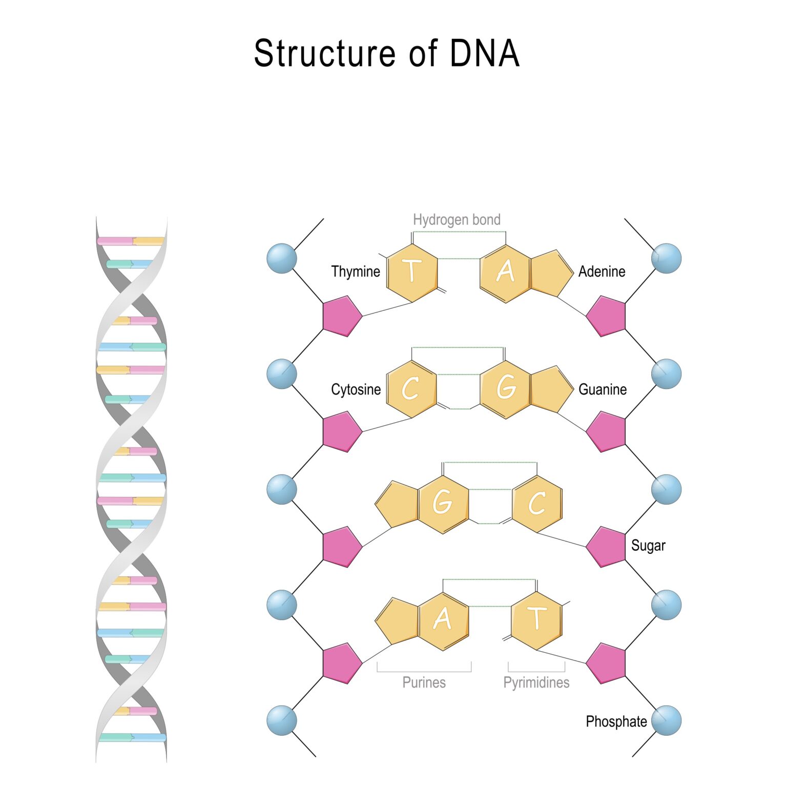 DNA’s Fine-Tuned Structure Minimizes Harmful Tautomers - Reasons to Believe