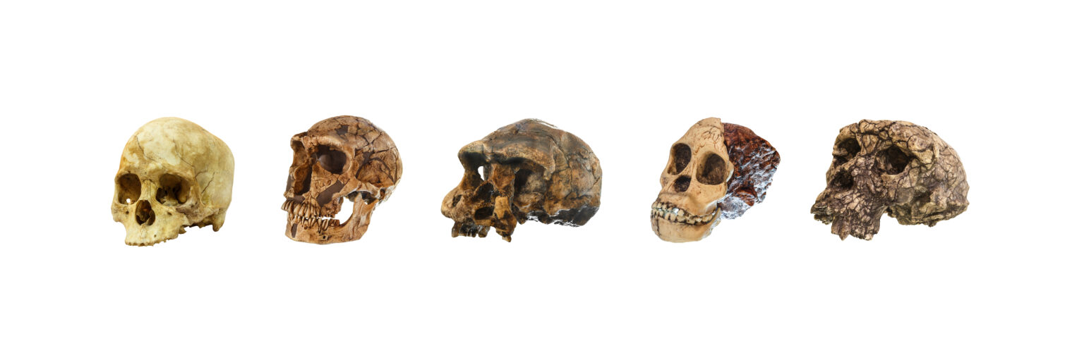 Key Difference in Developing Human and Neanderthal Brains
