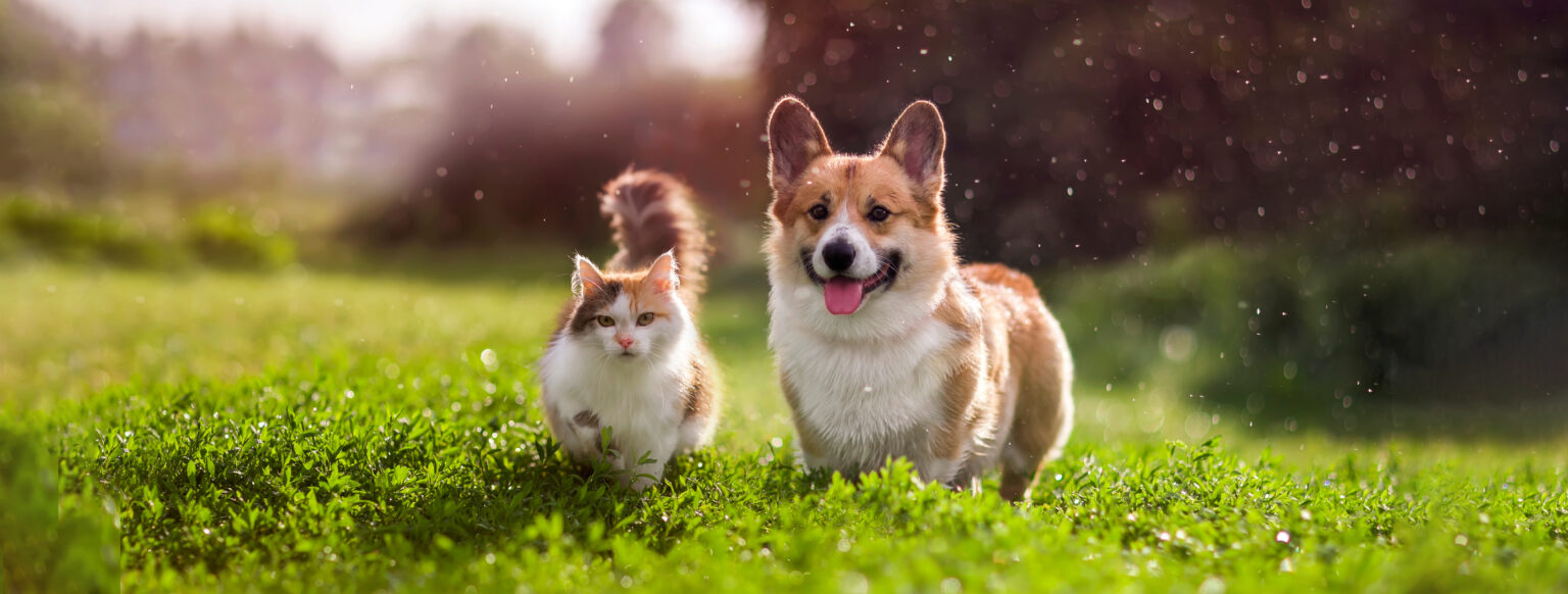 Do Our Pets Go to Heaven?