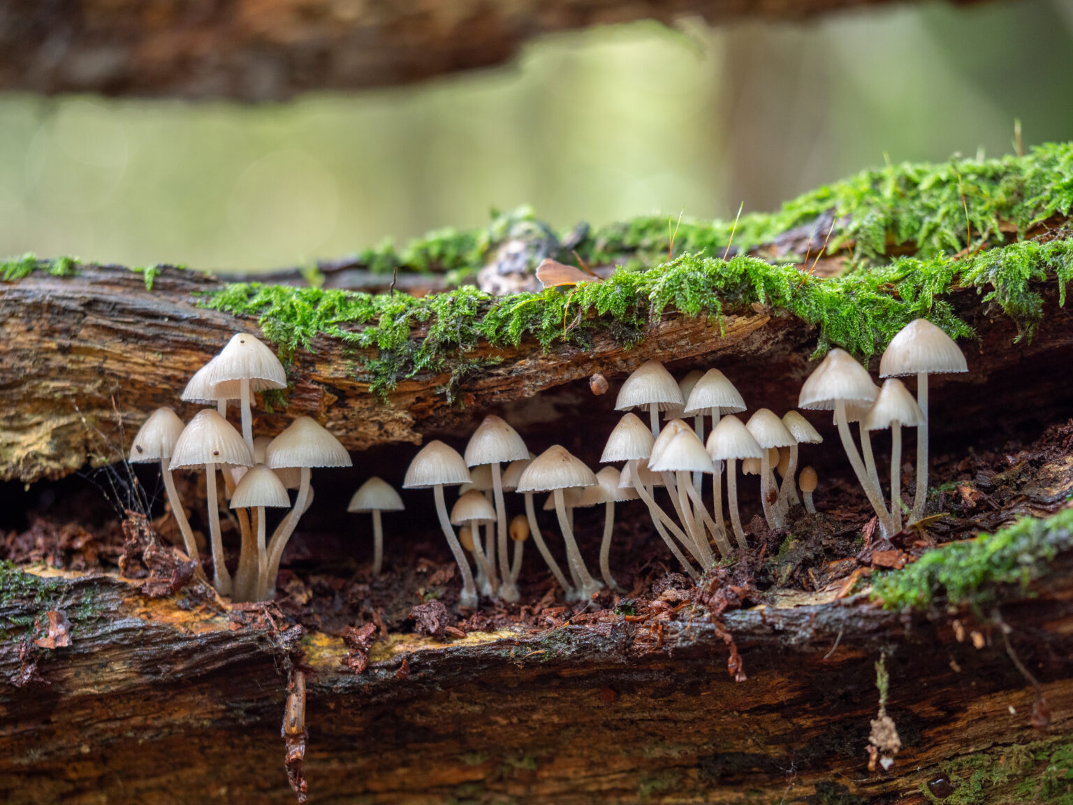Fine-Tuned Fungi Rescue Plants from Toxic Pollutants