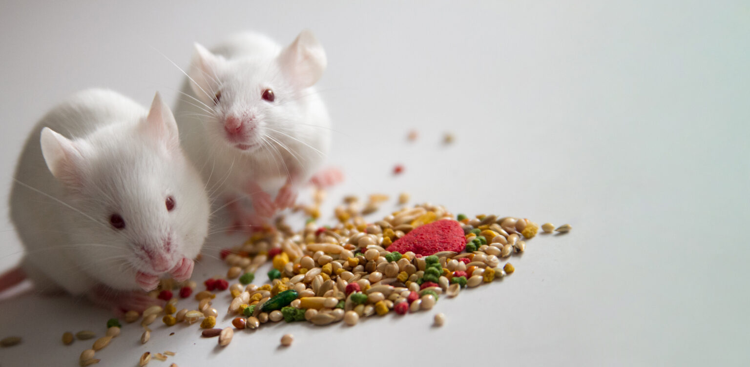 Are Humans Designed for Radical Diet Shifts?