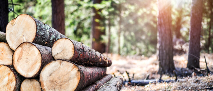 How Selective Logging Benefits Earth's Life - Reasons to Believe