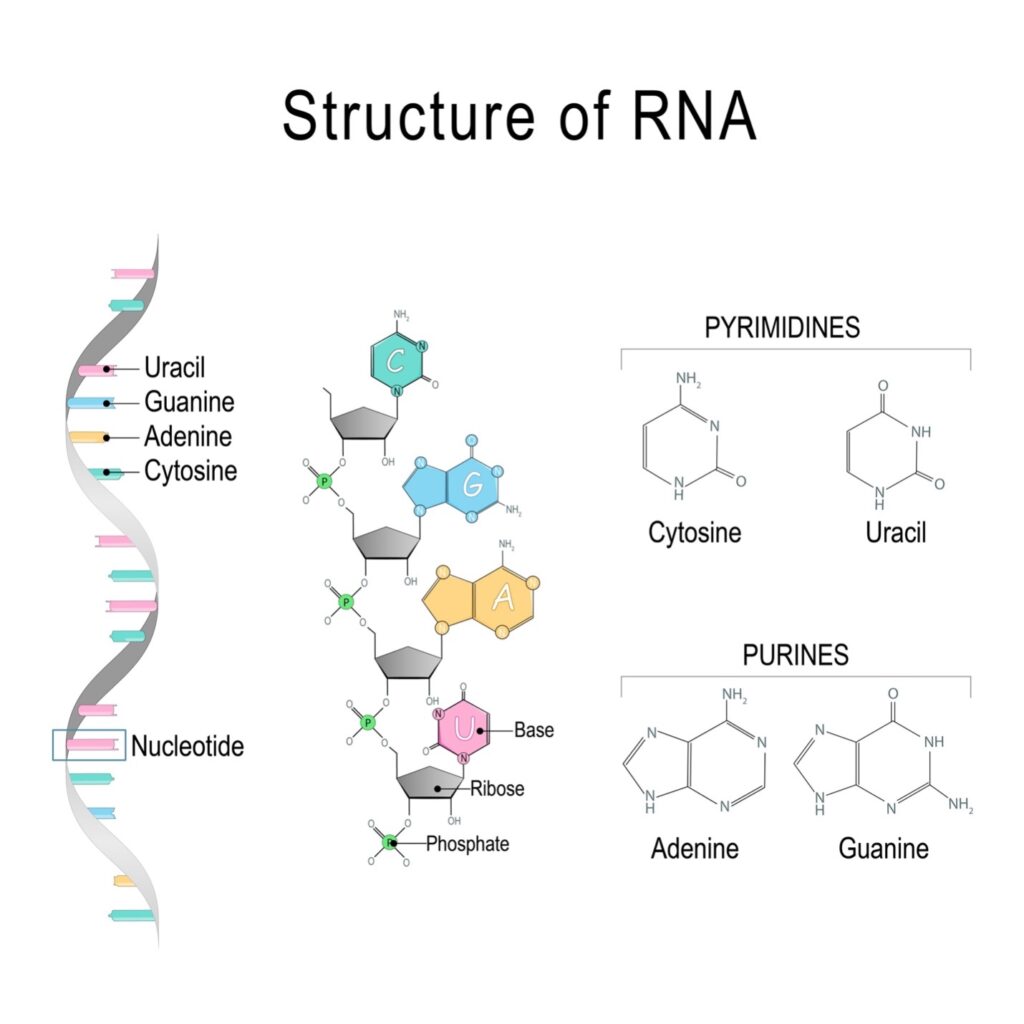 rna structure