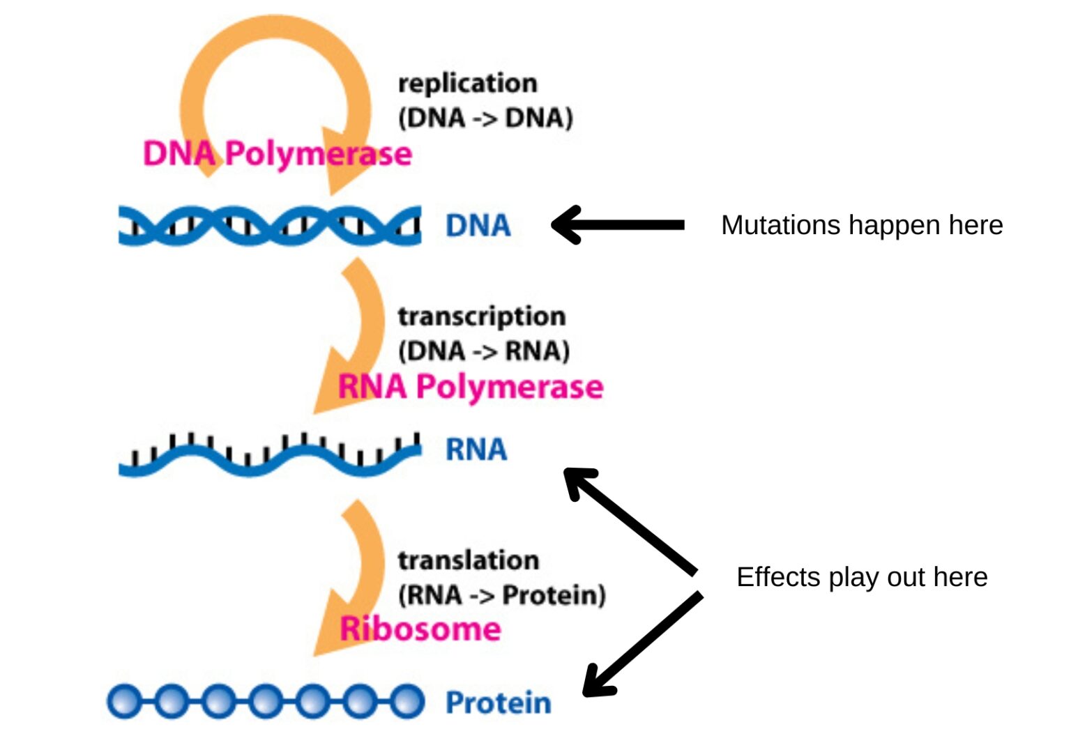 New Genetic Study Challenges 60 Years of Evolutionary Theory - Reasons ...