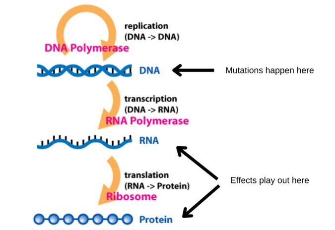 New Genetic Study Challenges 60 Years of Evolutionary Theory - Reasons ...