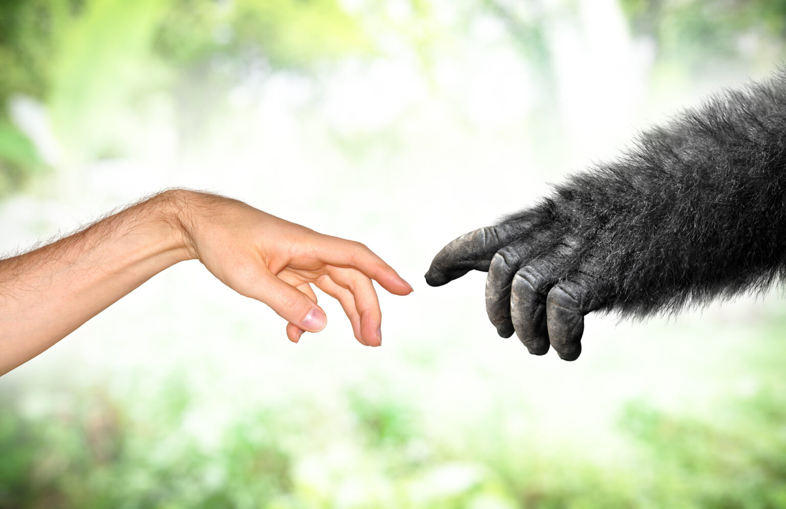 Is There a Ton of Evidence for Evolution?