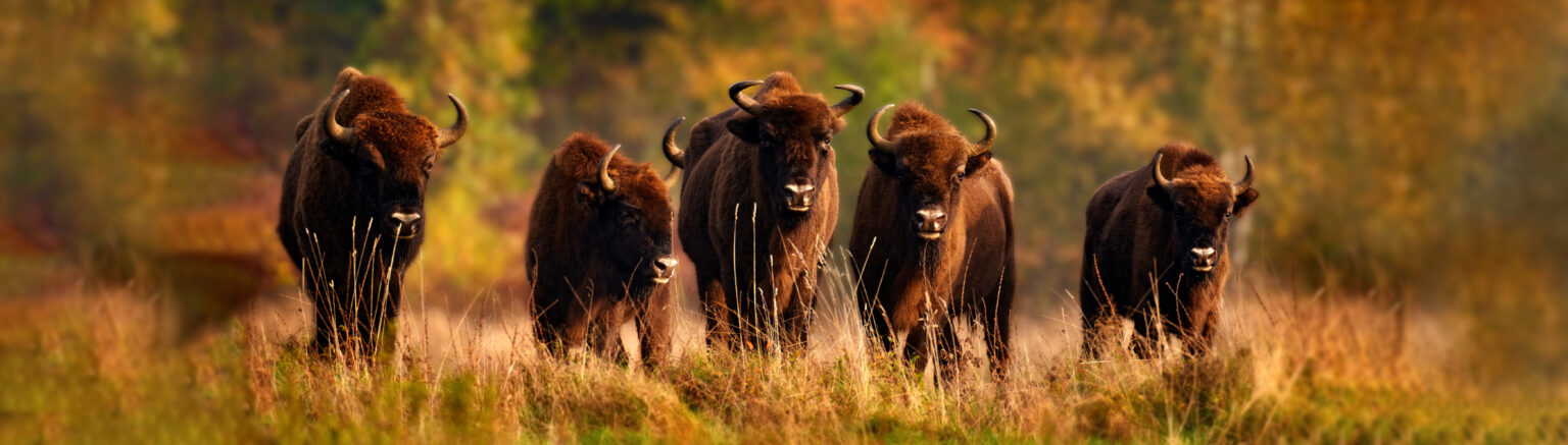 How Bison Reintroduction Increases Grassland Diversity