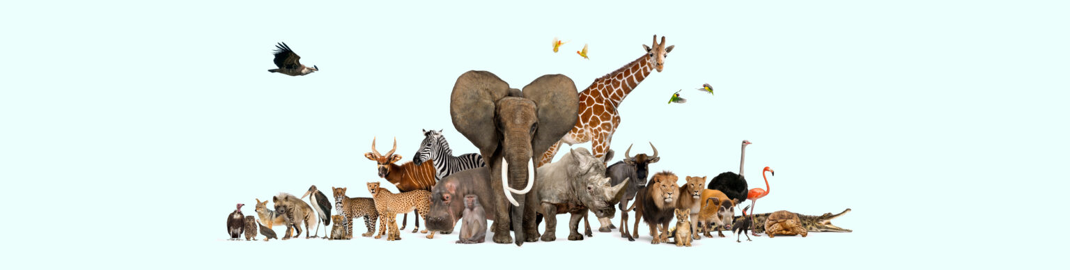 Animals Are Intelligent But Are Humans Exceptional?