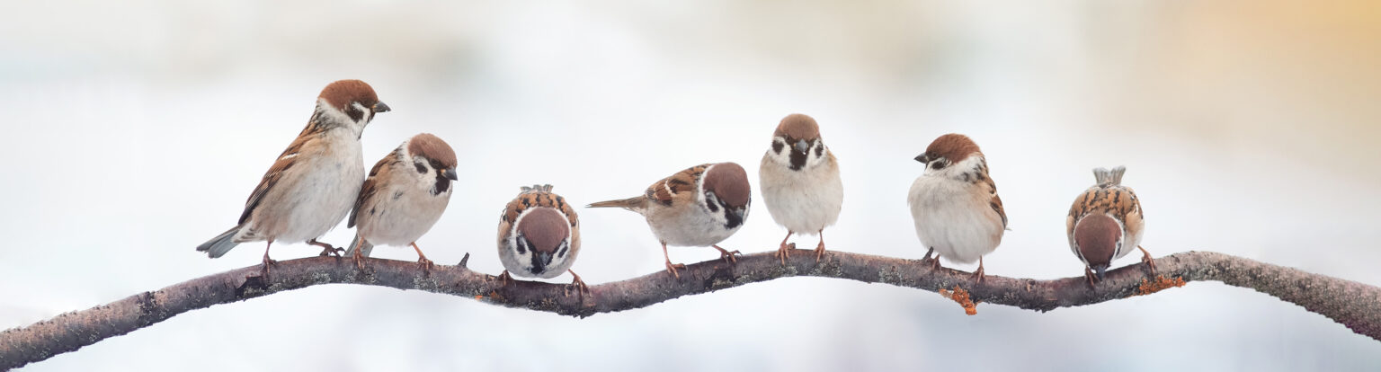 Learning Spiritual Lessons from the Animals