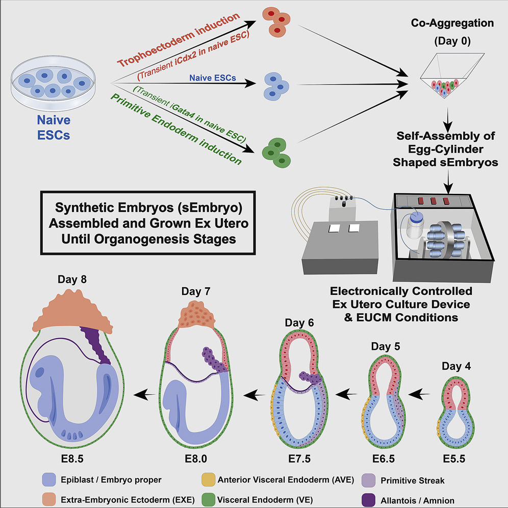 Synthetic embryos have been implanted into monkey wombs