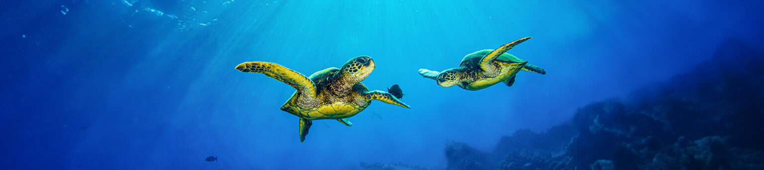 Do Turtle Soft Tissue Fossil Remnants Provide Evidence for a Young Earth?