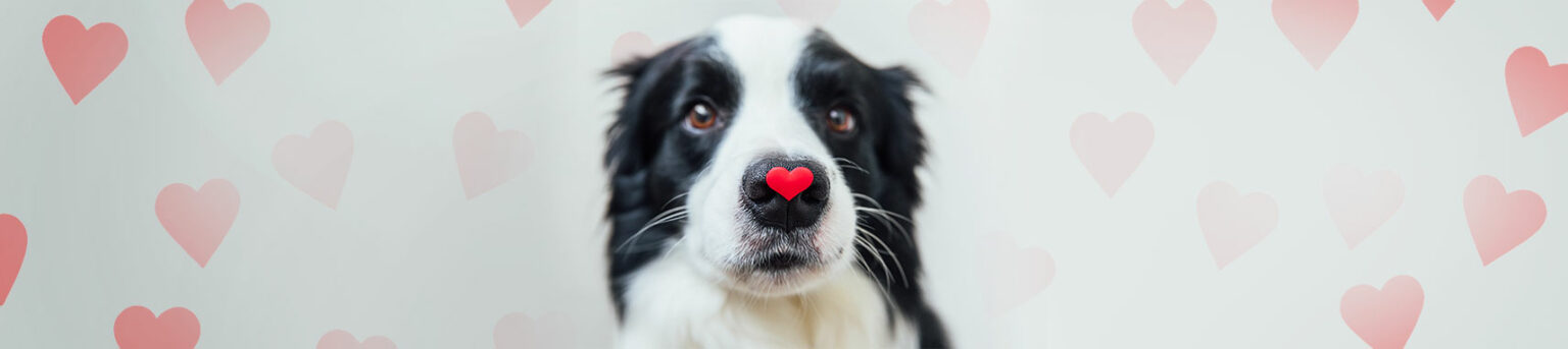 Love Is in the Air and It Smells Like Intelligent Design