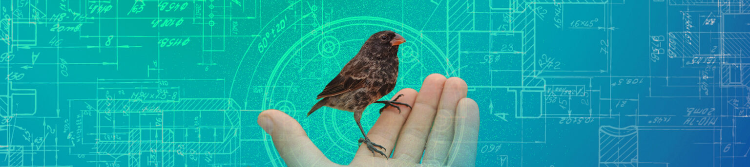 Q&A: Did God Create New Species Out of Thin Air?