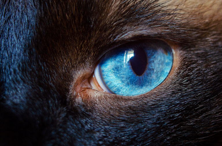 Close-up of an animal's eye as if to answer 