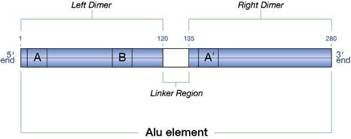 Alu Element Alu Element