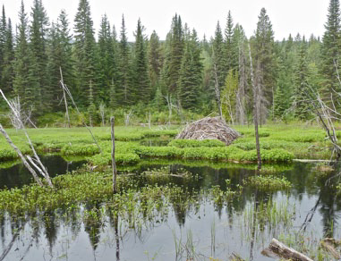 blog__inline-benefits-from-beavers-1 blog__inline-benefits-from-beavers-1