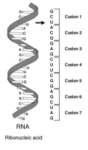 blog__inline-biochemical-synonyms-restate-2 blog__inline-biochemical-synonyms-restate-2