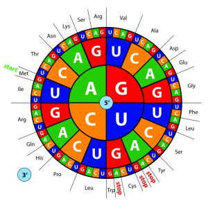 blog__inline-biochemical-synonyms-restate-3 blog__inline-biochemical-synonyms-restate-3