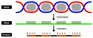 blog__inline-competitive-endogenous-rna blog__inline-competitive-endogenous-rna