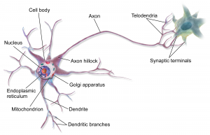blog__inline-design-principles-explain-neuron-anatomy blog__inline-design-principles-explain-neuron-anatomy