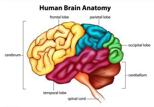 blog__inline-differences-in-human-and-neanderthal-brains blog__inline-differences-in-human-and-neanderthal-brains